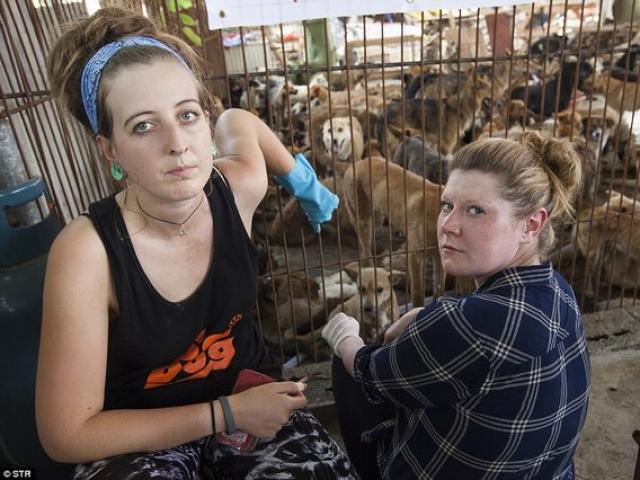 Thế giới - 2 cô gái cứu 1.000 chú chó sắp thành mồi nhậu ở TQ