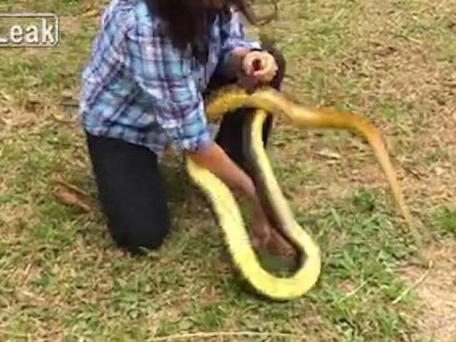 Thế giới - Video: Rắn khổng lồ bị cô gái dùng tay không bắt gọn