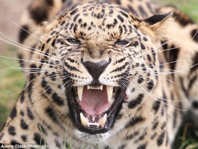 Thế giới - Ấn Độ: Bé gái 12 tuổi bị báo đốm cắn chết tại nhà