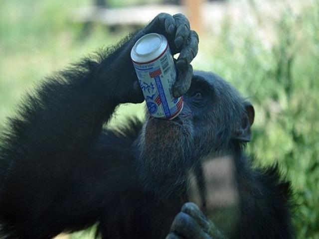 Phi thường - kỳ quặc - Khỉ rủ "hội nhậu", chế dụng cụ múc rượu từ thân cây