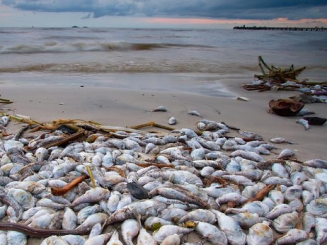 Tin tức trong ngày - Thủ tướng: Tăng thời gian hỗ trợ ngư dân vùng cá chết