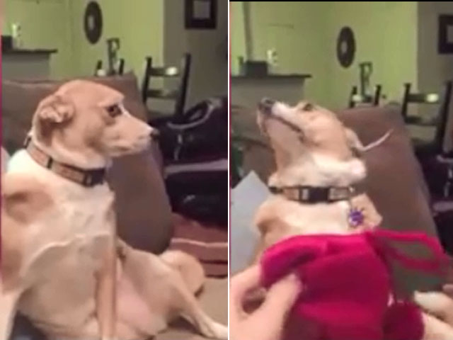 Bạn trẻ - Cuộc sống - Clip: Màn "chối tội" siêu dễ thương của chó cưng