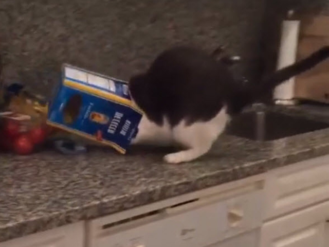 Video Clip Cười - Video clip: "Phát điên" với chú mèo tai quái