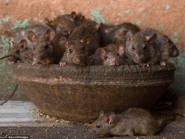 Nơi 20.000 chuột được con người thờ như thần linh