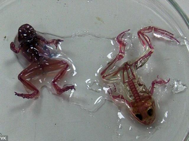 Thế giới - Nga: Ếch đột biến trong suốt nhìn thấy cả tim đang đập