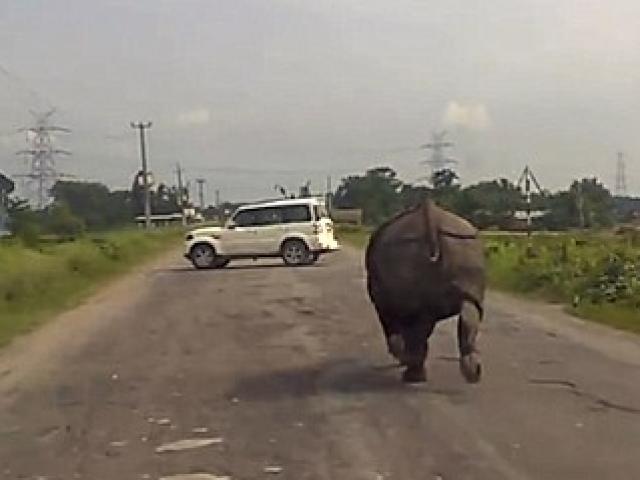 Phi thường - kỳ quặc - Ấn Độ: Tê giác "càn quét" quốc lộ, xe hơi chạy tán loạn