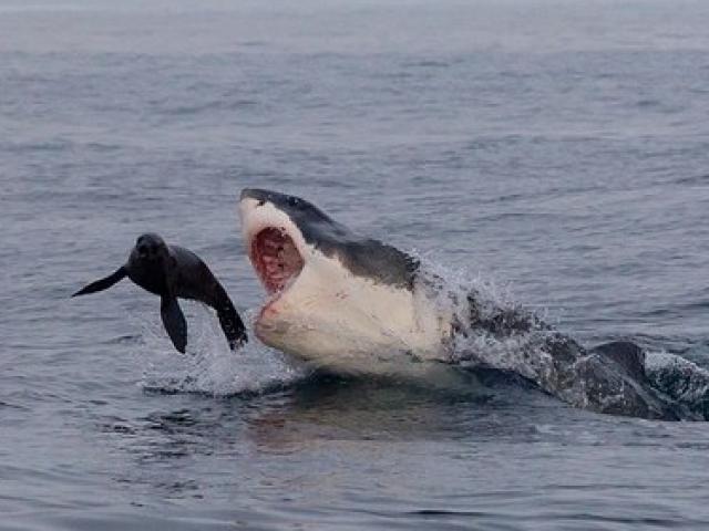 Thế giới - Cá mập truy sát, hải cẩu nhảy thoát thân trong tích tắc