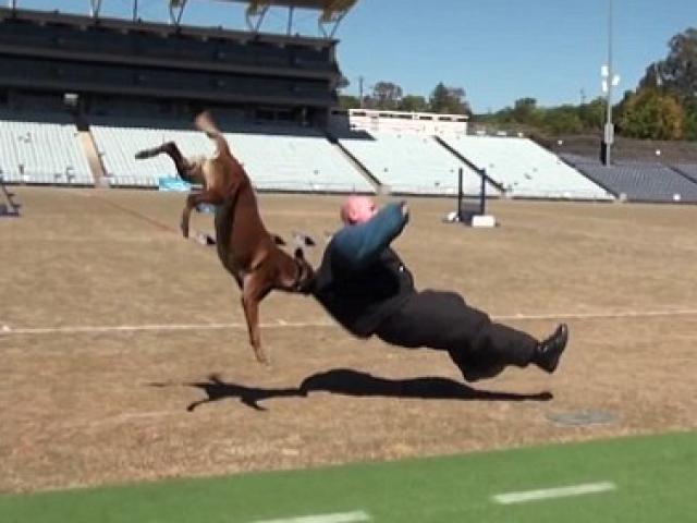 Thế giới - Video: Chó nghiệp vụ hạ gục “kẻ xấu” trong nháy mắt