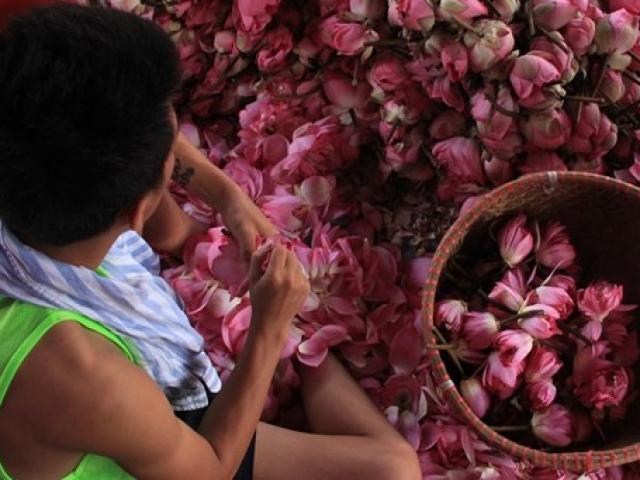 Thị trường - Tiêu dùng - Trà cổ Hà Nội 7 triệu đồng/kg ướp từ 1200 bông hoa sen