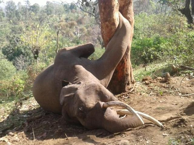 Trèo cây hái mít, voi khổng lồ chết thảm vì kẹt chân