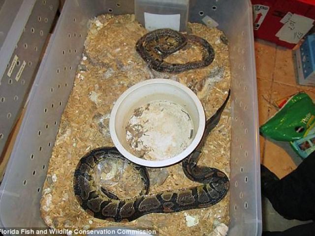 Thế giới - Phát hiện 100 con trăn hoàng gia trong nhà dân ở Mỹ