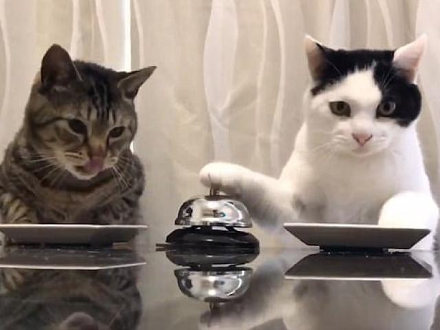 Video mèo dùng chuông "ra lệnh" cho người cực đáng yêu