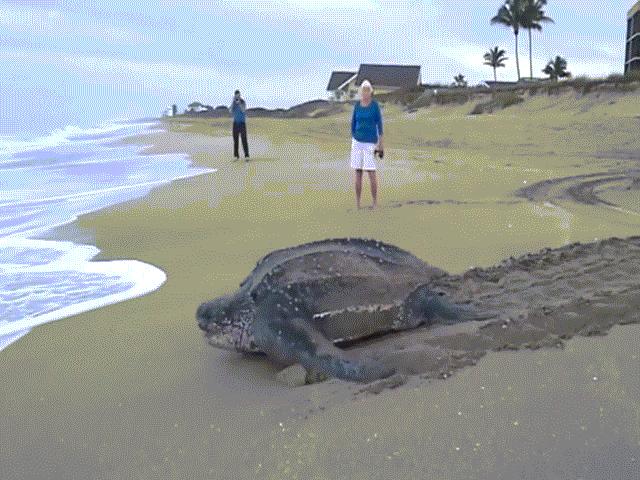 Thế giới - "Choáng váng" vì thấy con rùa to khủng khiếp bò lên bờ