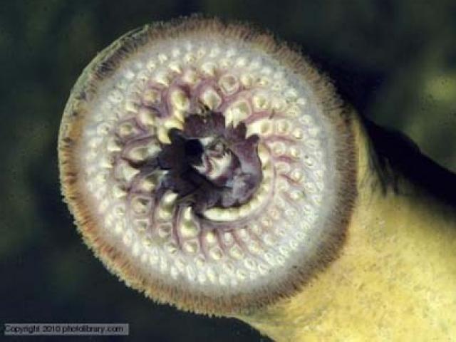 Thế giới - Loài cá hút máu như ma cà rồng, có giới tính linh hoạt