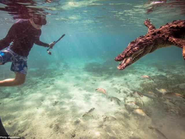 Mỹ: Cậu bé 14 tuổi bơi cùng bầy cá sấu hoang trong rừng