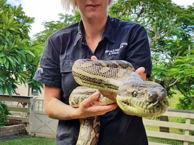 Thế giới - Trăn "khủng" đua nhau xâm chiếm nhà dân sau lũ lụt ở Úc