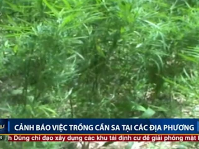 Pháp luật - Cảnh báo trồng cần sa xen canh với rau ở các địa phương