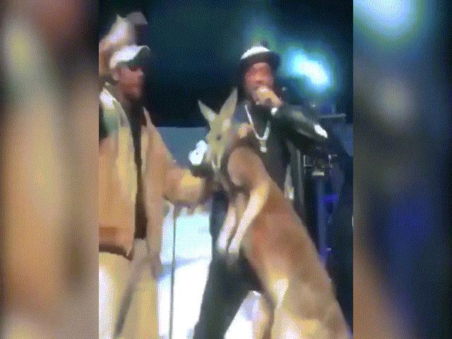 Phi thường - kỳ quặc - Mang chuột túi lên sân khấu biểu diễn, bị đấm chạy té khói