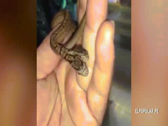 Thế giới - Rắn 2 đầu cực hiếm, đầu nào cũng "đòi" chỉ huy cơ thể