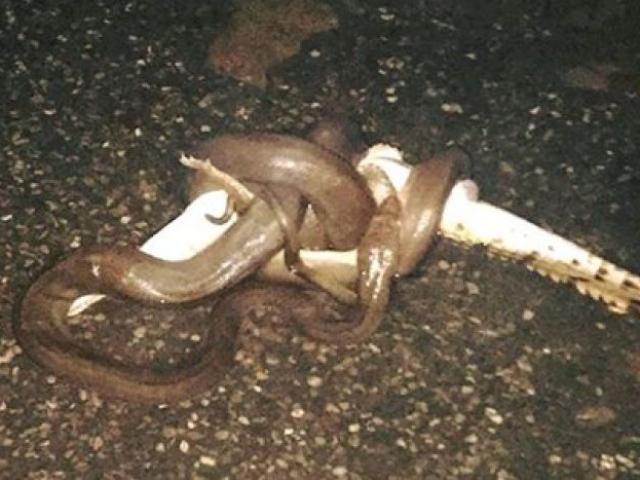 Thế giới - Úc: Hãi hùng khi thấy trăn khổng lồ ăn sống cá sấu