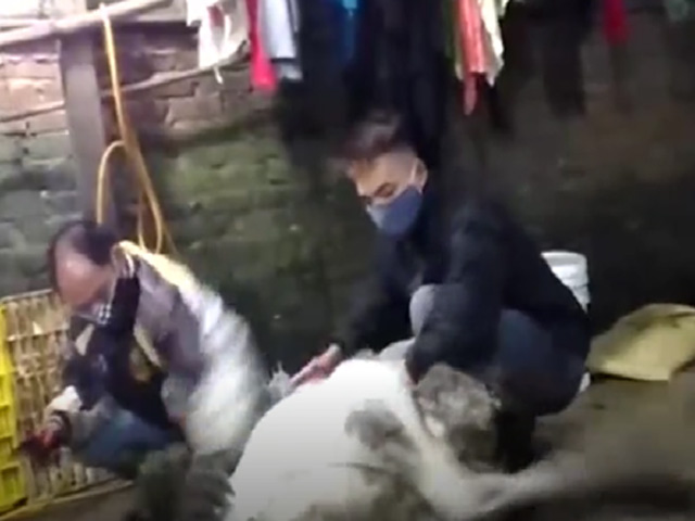 Thị trường - Tiêu dùng - Hoảng hồn với cách chế biến thịt đà điểu theo kiểu "nguyên thủy"