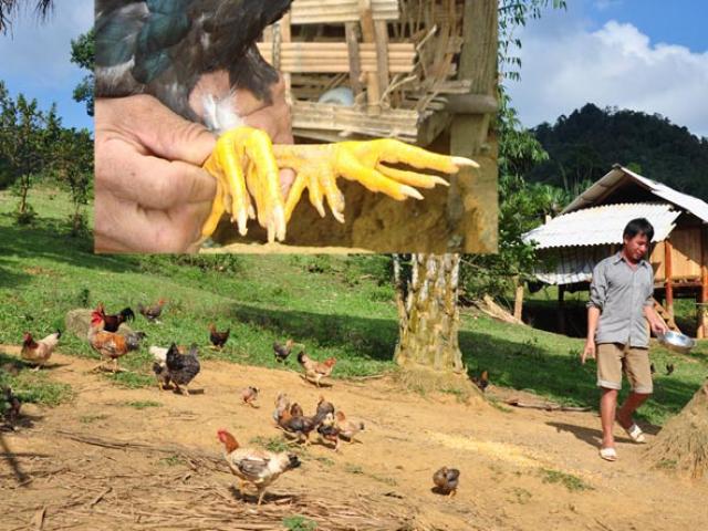 Thị trường - Tiêu dùng - Giỗ Tổ Hùng Vương: Gà Sơn Tinh chín cựa nuôi như gà ri, 4 triệu/con