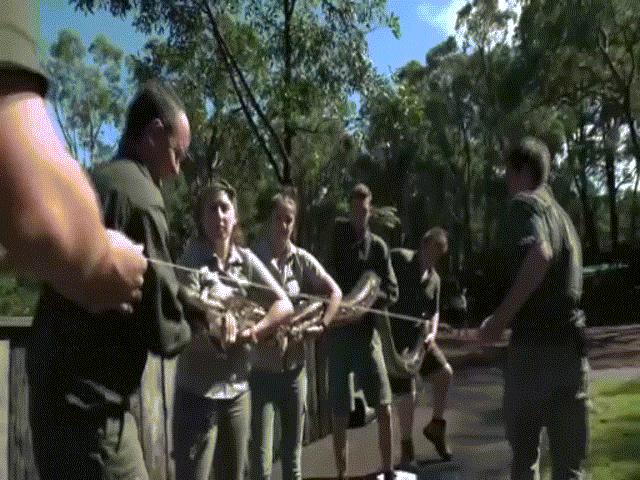 Thế giới - 5 người vật vã đo, cân trăn khổng lồ 5m ở Australia