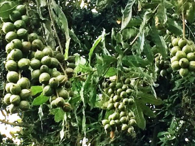 Thị trường - Tiêu dùng - Cơ sở chế biến mắc ca khát… nguyên liệu