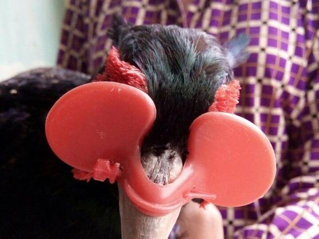 Tài chính - Bất động sản - Nuôi con tiền tỷ: Đeo kính cho loài chim "đẻ" lãi như "máy in tiền"