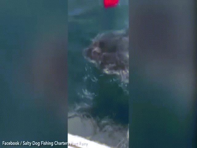 Thế giới - Bị cá mập trắng tấn công, dùng đồ lau dọn đánh lại