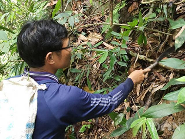 Thị trường - Tiêu dùng - Đặc sản sâm "ông uống, bà khen": Nghiên cứu để mở rộng diện tích