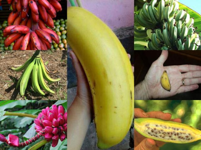 Thị trường - Tiêu dùng - SIÊU LẠ: Top 7 giống chuối "chất nhất hành tinh"
