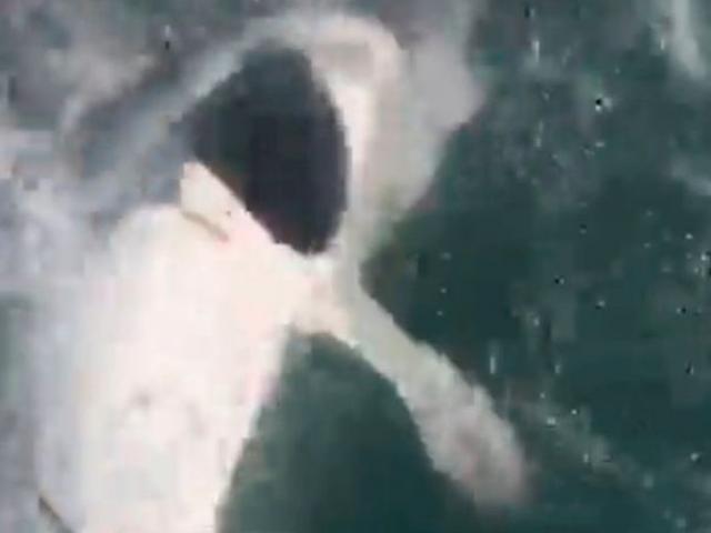 Thế giới - Anh: Người đàn ông bắt cá mập chỉ bằng cần câu