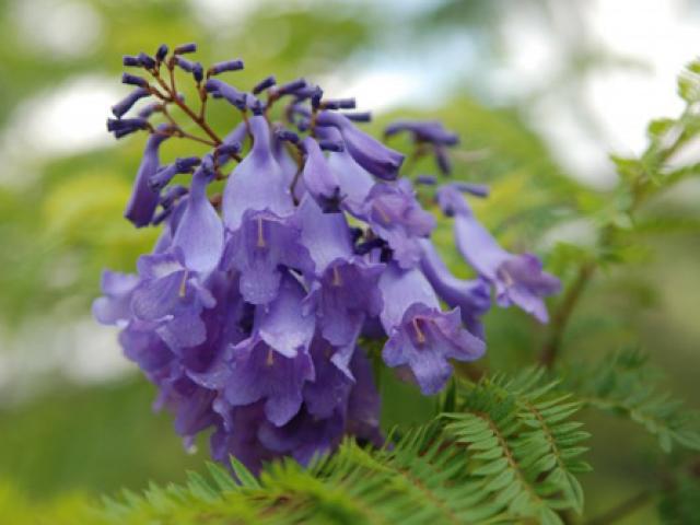 Du lịch - Phượng tím đã vào mùa, nhấc chân lên và đến Đà Lạt ngay thôi!