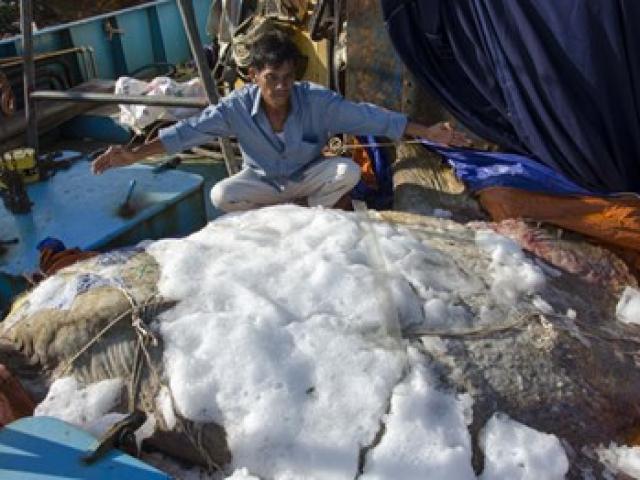 Bắt được cá lạ hình thù kỳ quái nặng 600kg