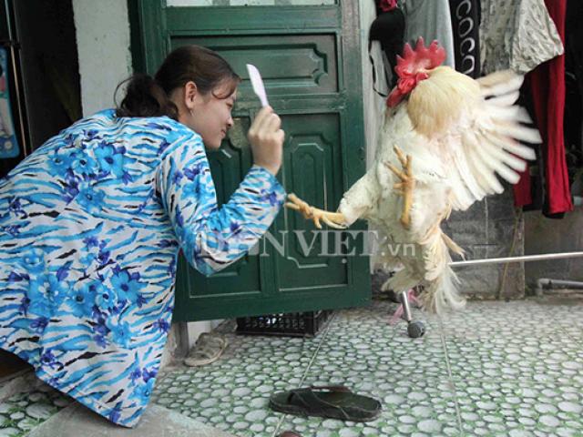 Tin tức trong ngày - “Cụ gà” 5 tuổi thích xem tivi, hóng gió, giữ nhà thay chó