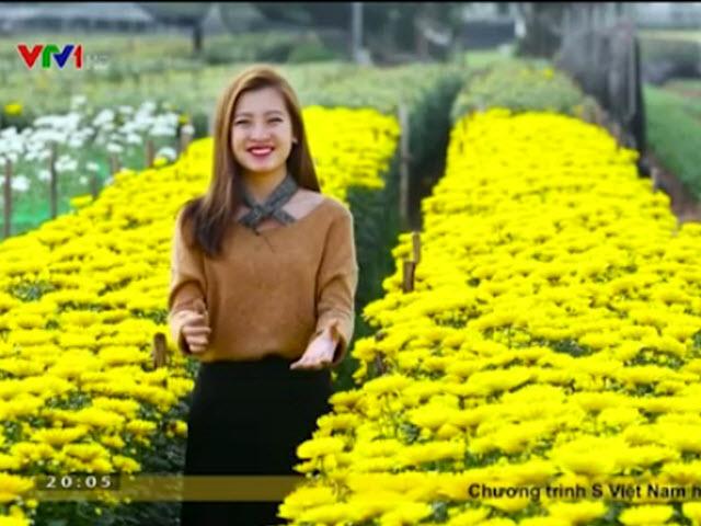 ”Vương quốc” hoa cúc vàng đẹp mê hồn ở Nam Định