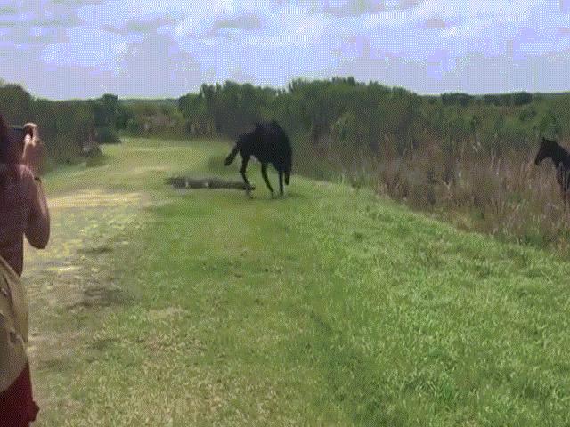 Thế giới - Video: Ngựa hoang nổi điên đánh đuổi cá sấu khổng lồ