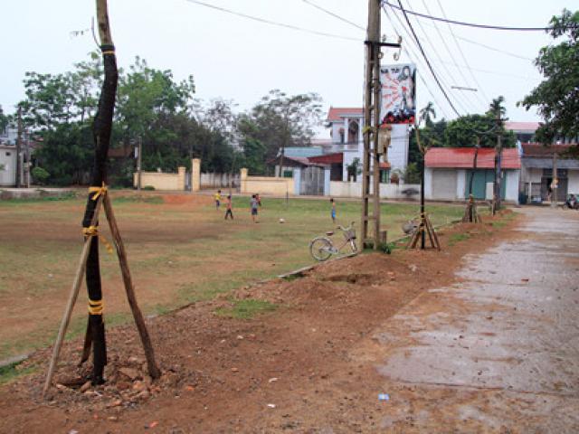 Tin tức trong ngày - Dẹp vỉa hè, chặt luôn cây xanh, giờ phải... trồng lại!