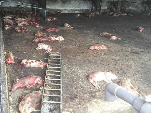 Tin tức trong ngày - Cháy trang trại ở Gia Lai, hơn 1.000 con lợn chết ngạt