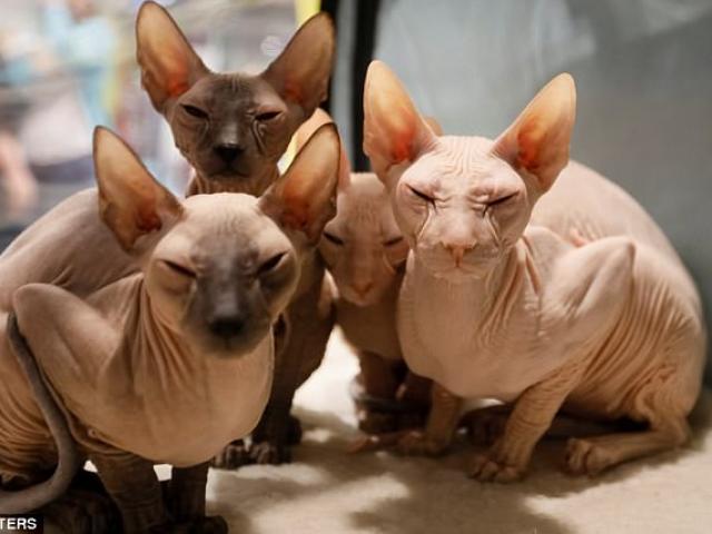 Phi thường - kỳ quặc - Mèo không lông, nhăn nheo như tấm giẻ giá 2.000 USD