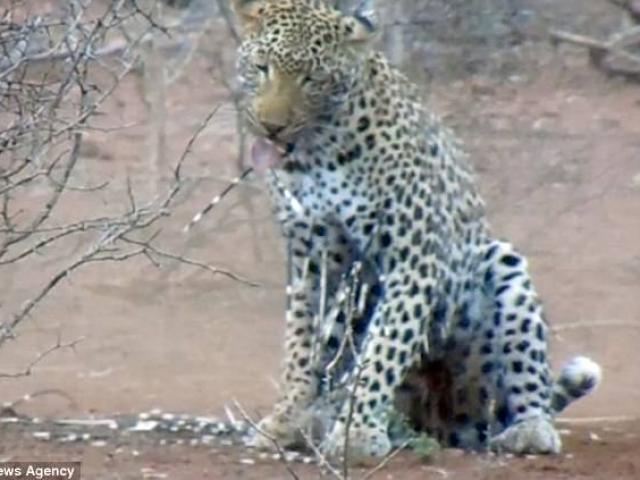 Thế giới - "Giỡn mặt" nhím khổng lồ, báo phải chịu đau đớn bẽ bàng