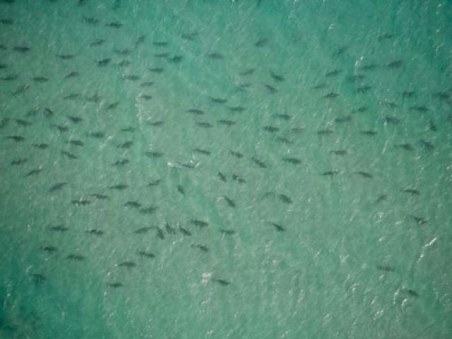 Thế giới - Rợn tóc gáy cảnh hàng nghìn cá mập vây kín bờ biển Mỹ