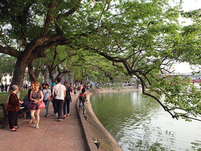 Tin tức trong ngày - Ngắm những "cụ" sưa tiền tỷ bên Hồ Gươm