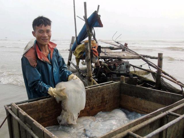Thị trường - Tiêu dùng - Sứa dày đặc trên biển, ngư dân Nghệ An đi vớt kiếm tiền triệu/ngày