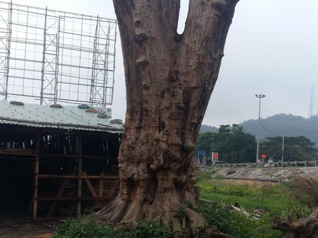 Tin tức trong ngày - Gặp "dị nhân" từ chối bán cây quý 1 triệu USD, để dành tạo hình Phật