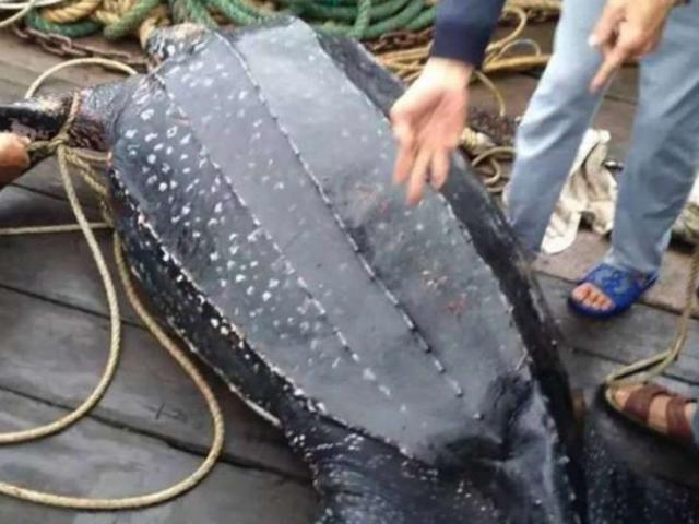 Thế giới - TQ: Đi câu mực, giật mình bắt được rùa hiếm khổng lồ