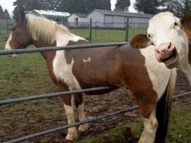 Tranh vui - Chùm ảnh tố cáo những kẻ vô duyên nhất quả đất