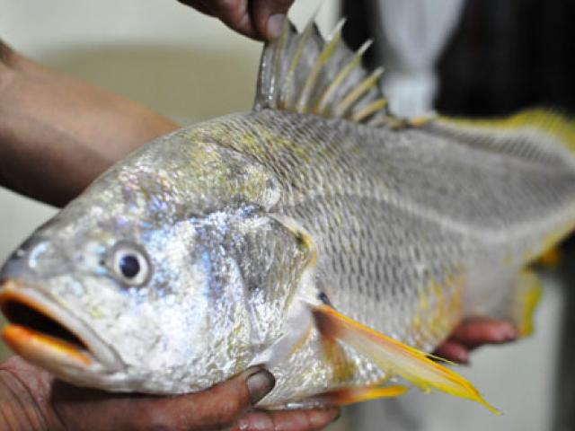 Tin tức trong ngày - Cá nghi sủ vàng quý hiếm dính câu cần thủ Sài Gòn