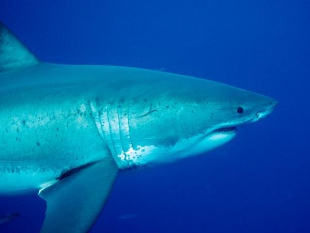 Thế giới - Truy lùng cá mập cắn chết cô gái 17 tuổi ở Úc